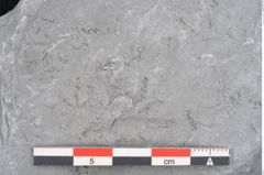 Foto (Detailansicht) von Calamites sp.  (NHMW-GEO-2024-0188-10999)